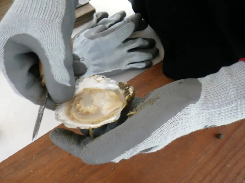 Freshly shucked oyster held during a tasting demonstration